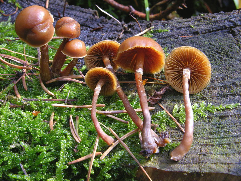 Galerina da determinare n0041 e n0042(2007).